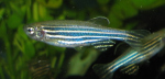 peces cebra