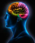 cerebro y azucar
