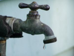 grifo infecciones