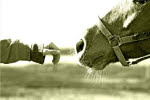 jinete y caballo