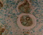 microscopio