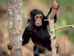 monos virus