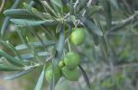 aceite