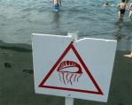 medusas peligro