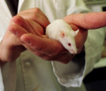 ratones